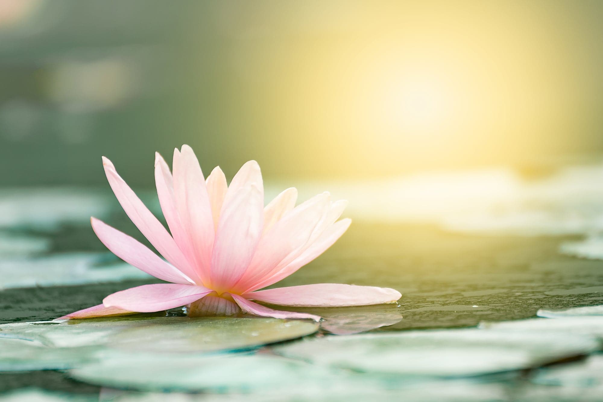 Une fleur de lotus rose épanouie sur l’eau, dans une lumière douce et dorée